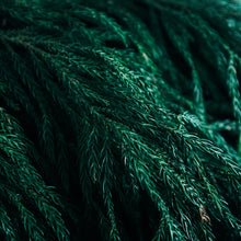 画像をギャラリービューアに読み込む, 芳香蒸溜水〈スギ〉